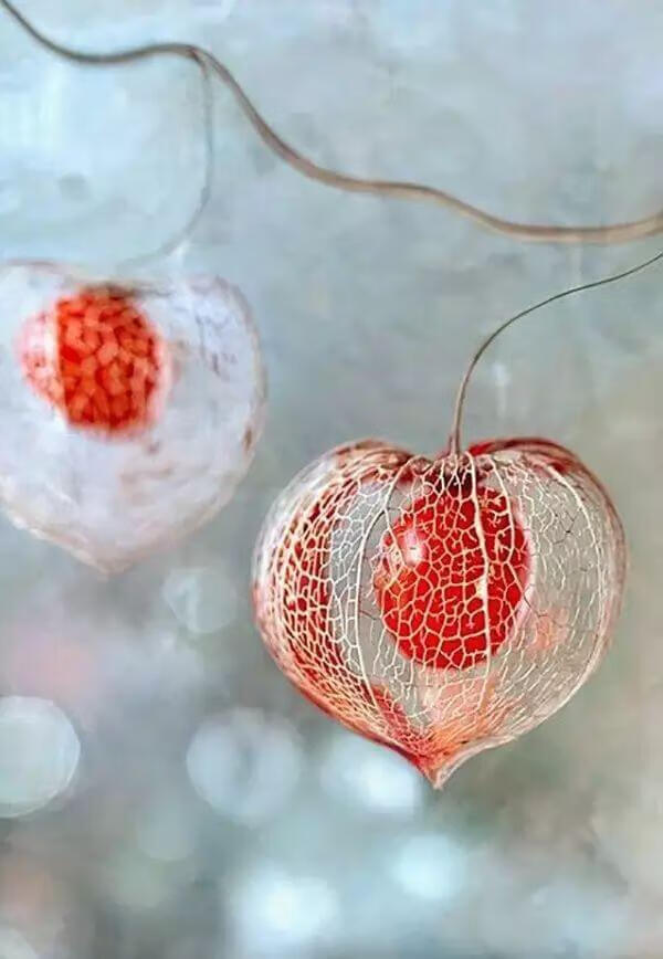 关于秋天的果实有哪些秋季最唯美的是这些果实