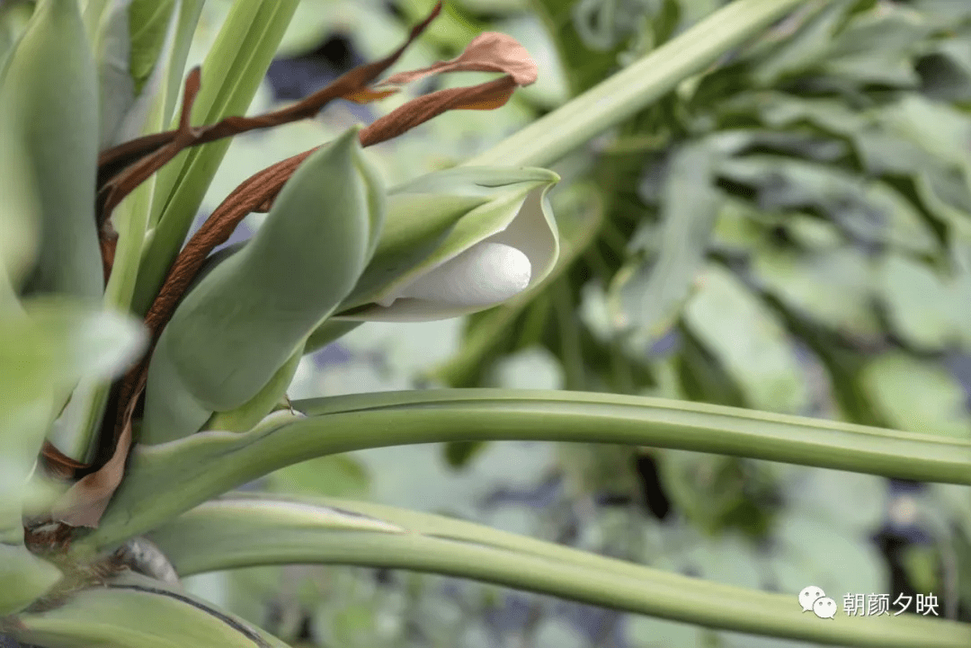 阔叶油点百合功效(阔叶油点百合有毒吗)