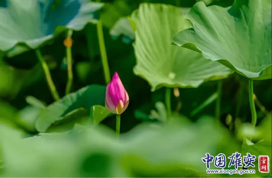 白洋淀的荷花啥时候开(白洋淀荷花节是几月几号)