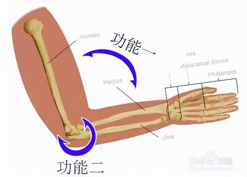 月子里怎样恢复身材(月子里怎么减肥最快最有效)