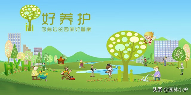 水仙花有毒吗?可以在室内养吗(水仙花在室内养对人体有害吗)