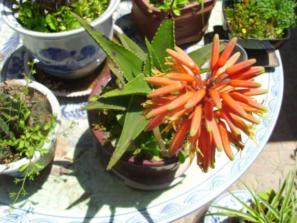 芦荟怎么养开花(芦荟植物怎么养)