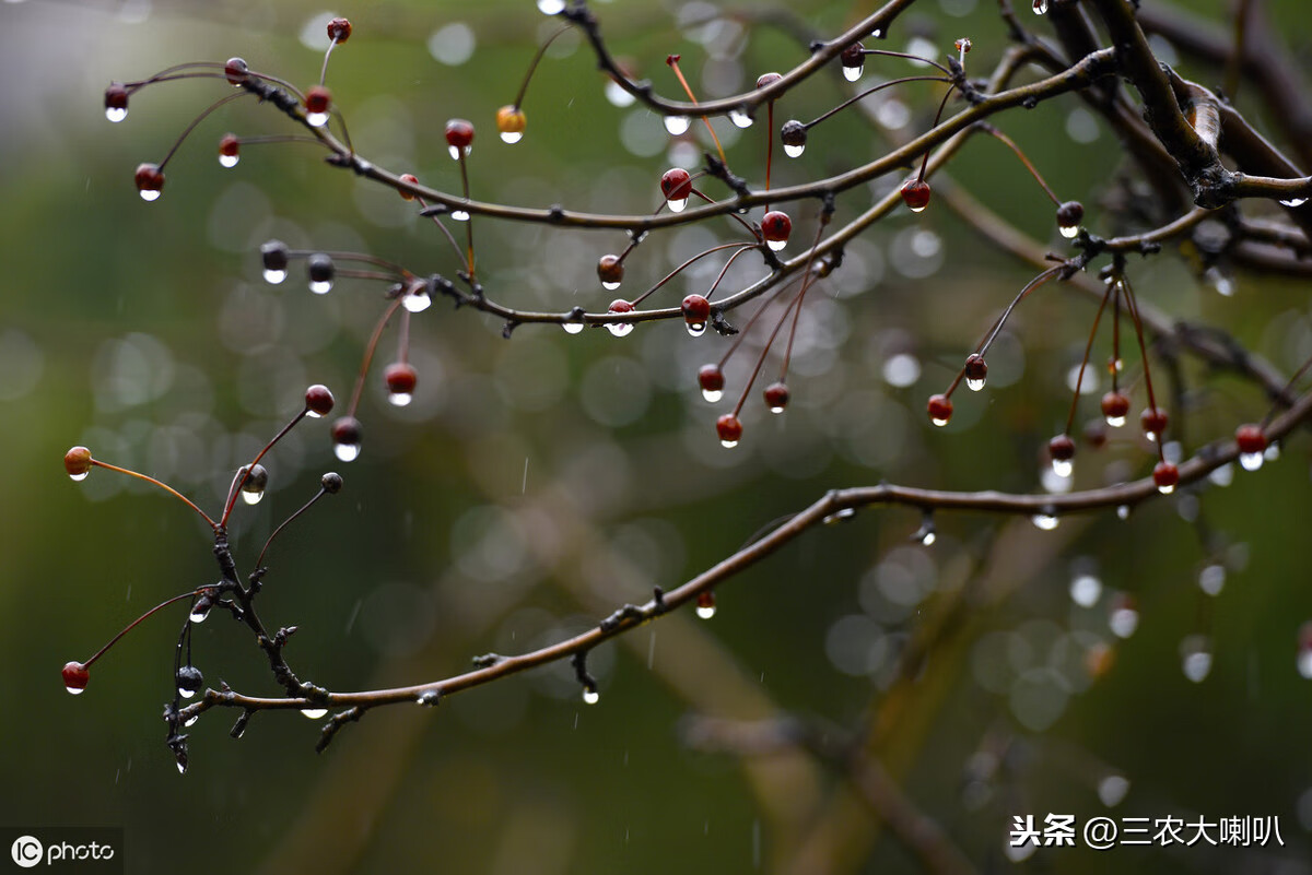 老祖宗总结的农谚，越看越有味儿！这些大白话，你记住多少？