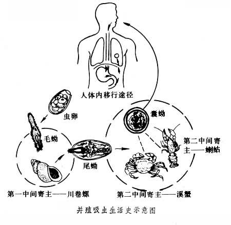 成虫在组织器官中移行,窜扰,定居或斯氏狸殖吸虫的幼虫在人体内移行所