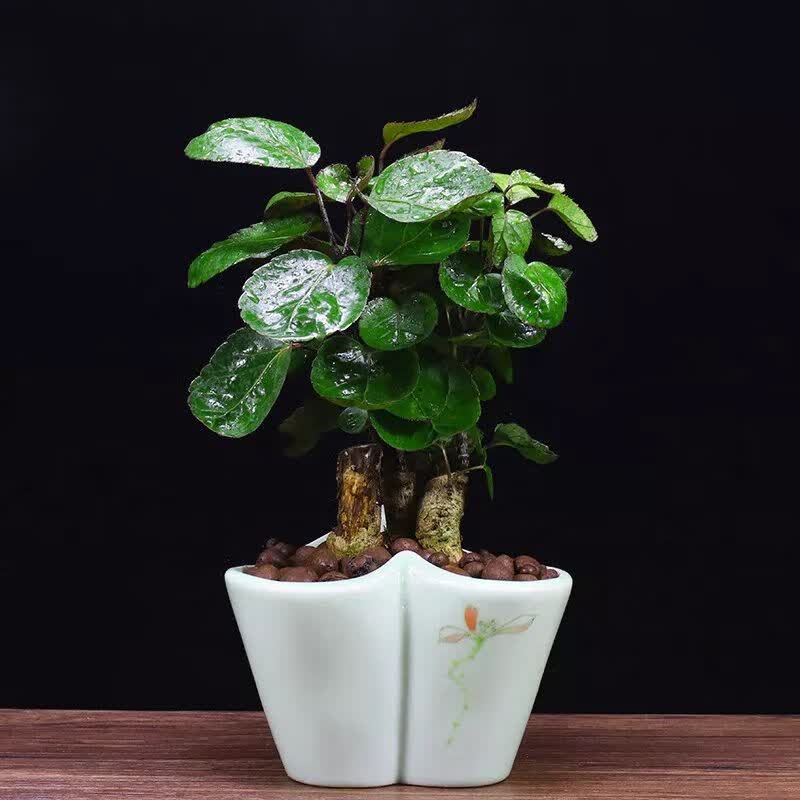 圆叶植物风水(圆叶植物大全)