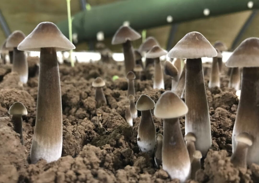 鸡枞菌图片鸡枞菌的禁忌