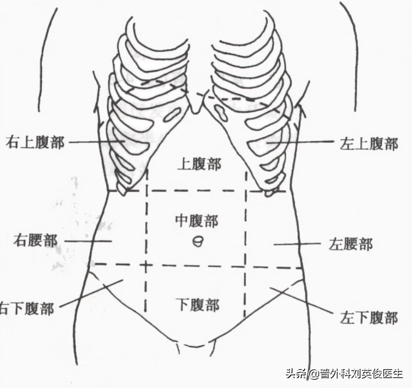 左下腹器官图解女性图片