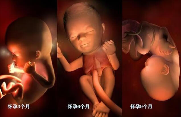 三个月胎儿图片(怀孕三个月肚子图)