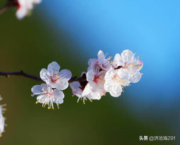 一枝红杏出墙来是什么季节的(春眠不觉晓)