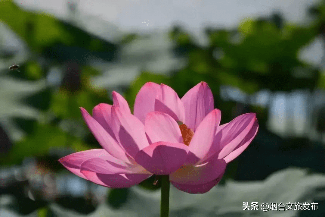 荷花什么时候开放时间几点