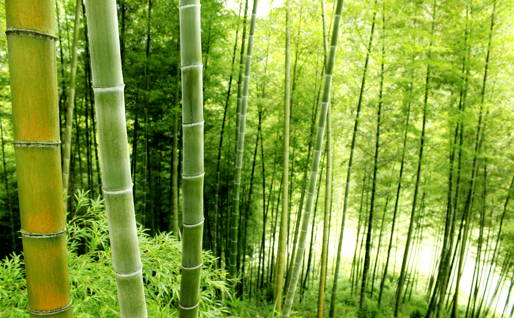 院子里养竹子风水上有什么讲究(室内养竹子好吗)