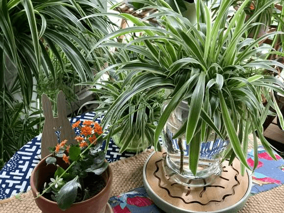 可以在水里养的花(水里面什么最好养)
