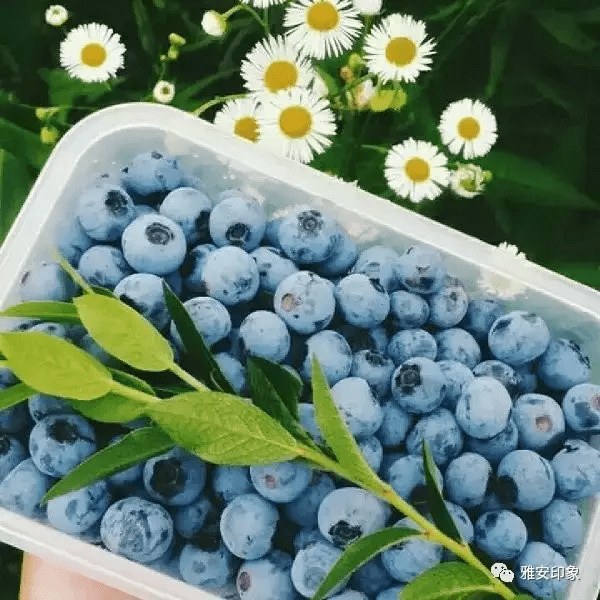 蓝莓 风水(草莓风水上有啥寓意)