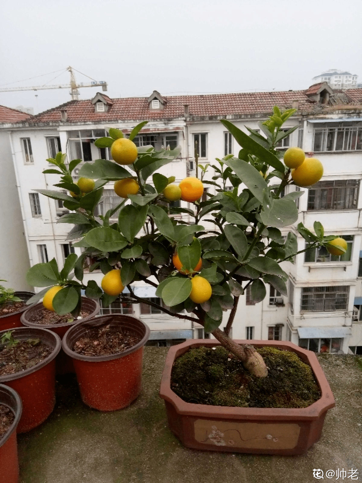 门前种桔子树风水好吗