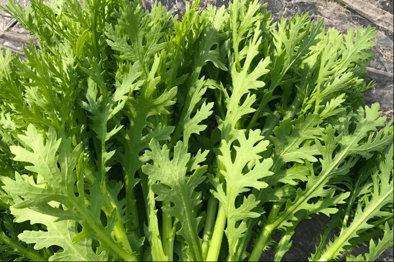 感冒咳嗽吃什么菜好呢(感冒咳嗽可以吃哪些菜)