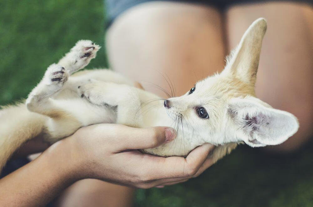 fennecfoxes(lemur)