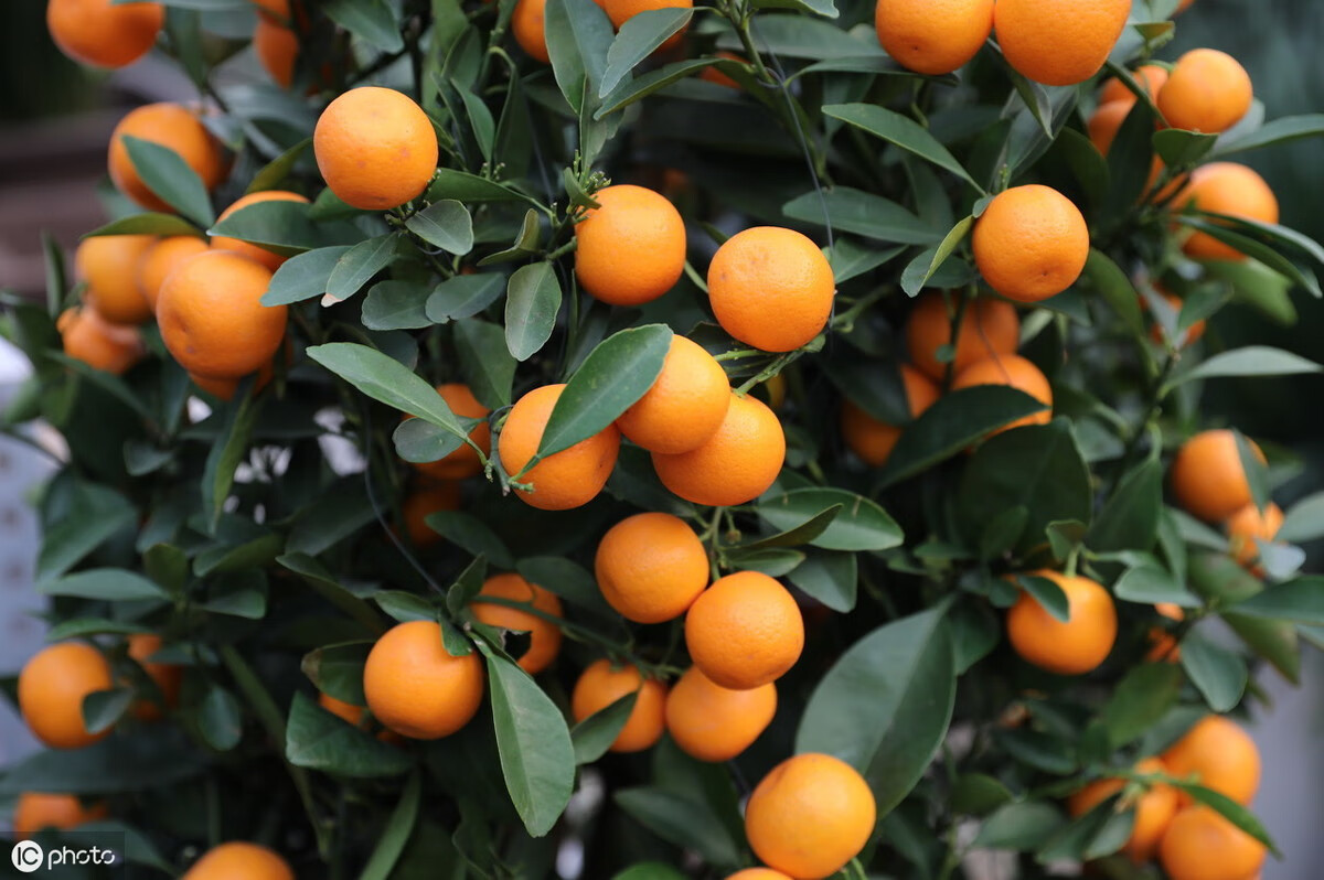 家庭养马蹄莲的风水讲究(马蹄莲在室内养对身体有害吗)