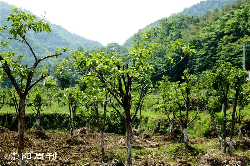 铜钟在风水的作用(风水铜钟放哪里)