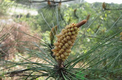 松花粉的功效与作用禁忌(松花粉的九大功效)