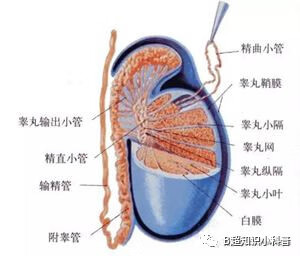 什么叫附睾炎(附睾炎是什么引起的呢)