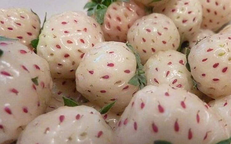 菠萝莓和草莓的区别(菠萝草莓是什么味道)