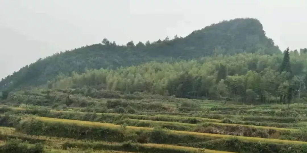 马骏 风水(河马风水寓意)