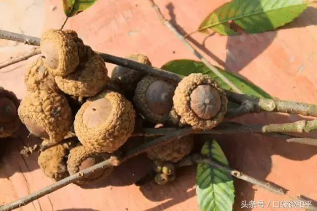 因形態像龜頭,又名壯陽果,補腎果,益腎子,馬牯dum,聞著有少許酸味.