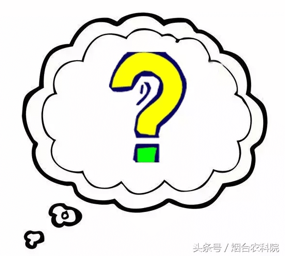 喇叭花什么时候开放(喇叭花是什么季节开花的)
