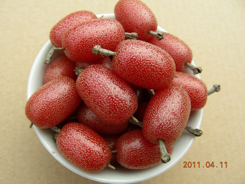 羊奶果(牛奶果)