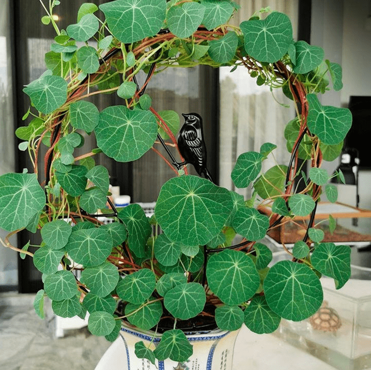 金不换开花的风水(千金不换的温暖)