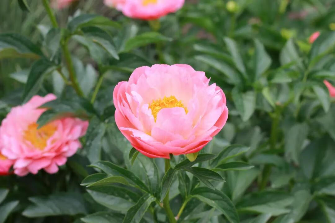 什么花在什么时候开,怎么开(什么花什么时候开花)