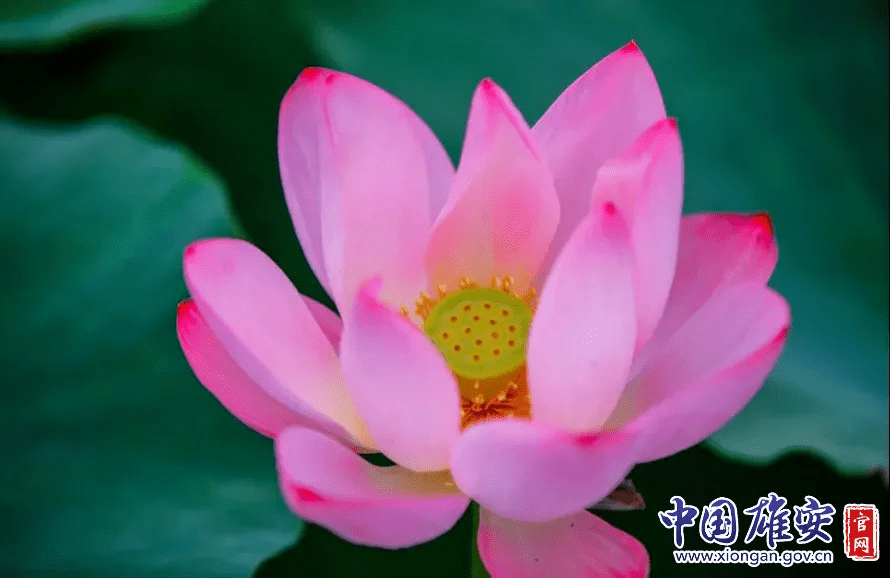 白洋淀的荷花啥时候开(白洋淀荷花节是几月几号)