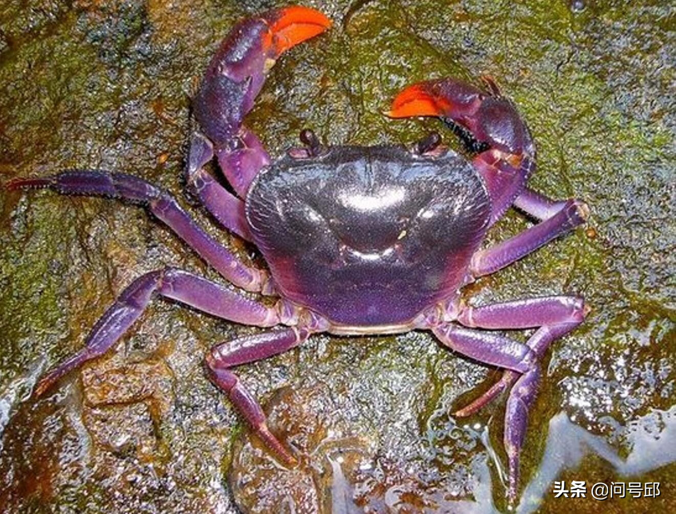 幽灵螃蟹(幽灵动物)