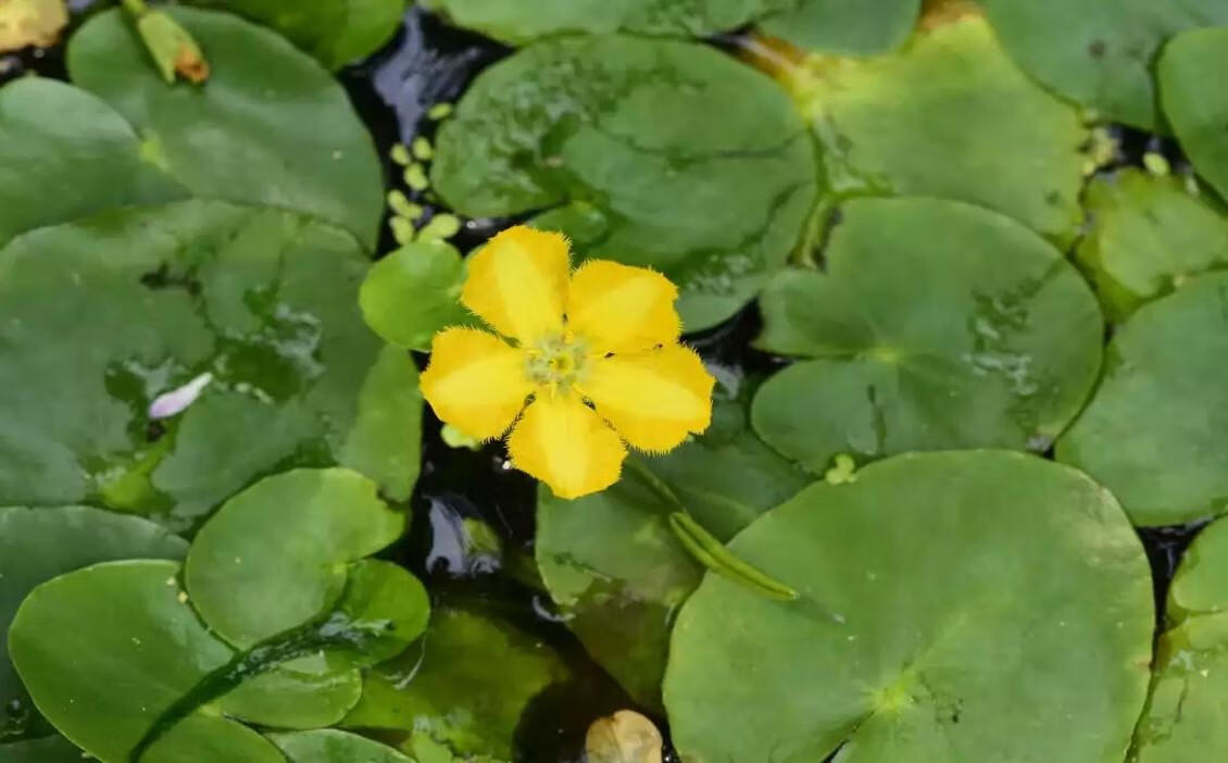 由于荇菜的花朵是黄色的吗(黄颜色的花朵)