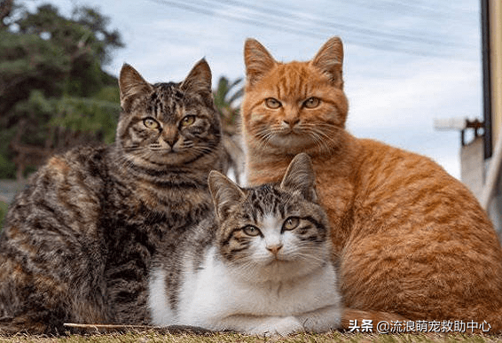 12315可以投诉交易猫吗(交易猫卖家被申诉)