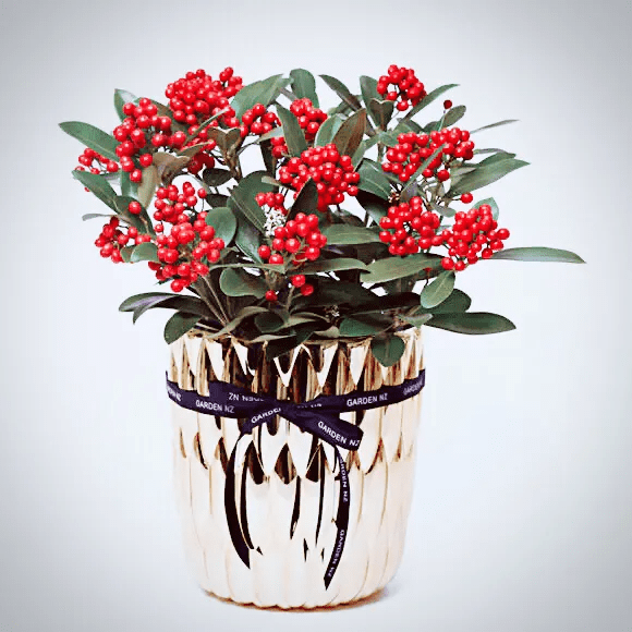 红玉珠风水作用(山红珠是什么植物)