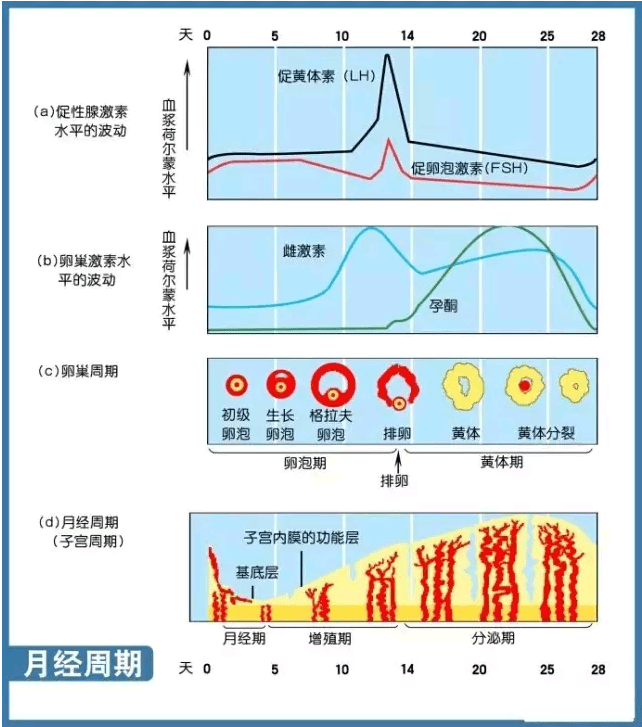 性激素六项怎么看(性激素六项正常范围)