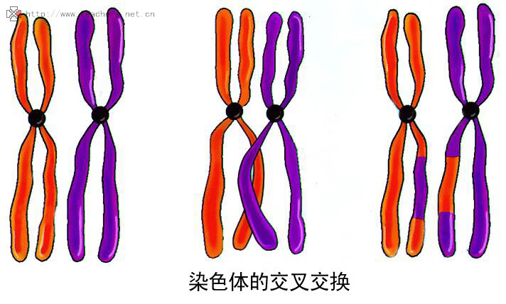染色体变异是什么原因造成的(染色体变异有几种类型)
