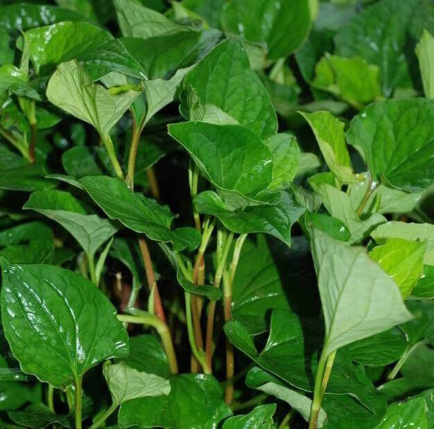 鱼腥草的吃法大全(鱼腥草泡水喝有什么功效)