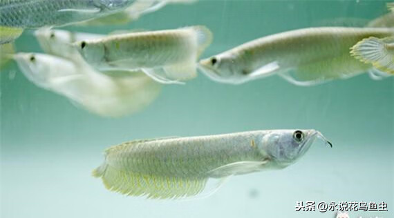 银龙鱼吃什么最好(银龙鱼喜欢吃什么食物)