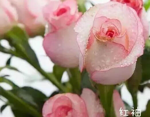 野玫瑰花粉颜色(野山花粉的功效与作用)