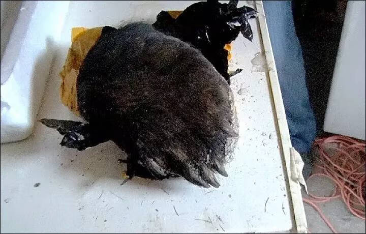熊掌的价钱(熊掌的价格是多少)