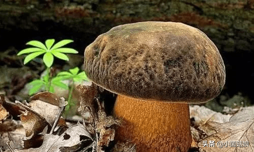 真姬菇的功效与作用(怎么看真姬菇煮没)