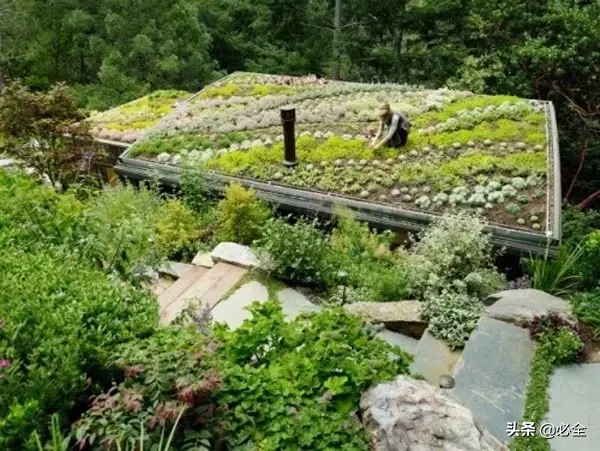 房顶长树风水(楼顶种什么树风水最好)