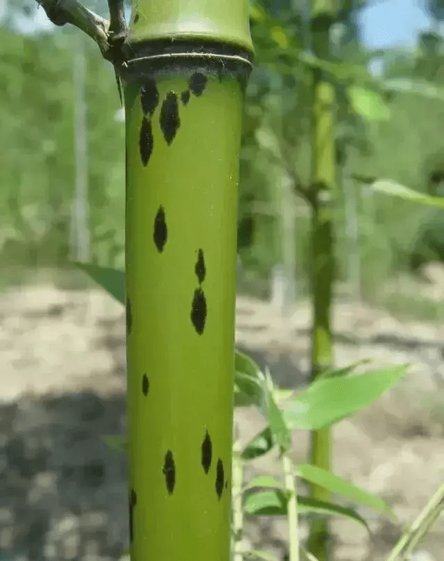 风水挡煞用什么竹子好(竹子太高可以剪了风水影响吗)