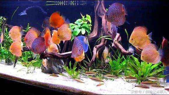 圆形鱼缸适合养什么植物 风水鱼缸养什么鱼