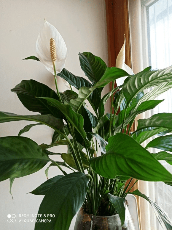 可以在水里养的花(水里面什么最好养)