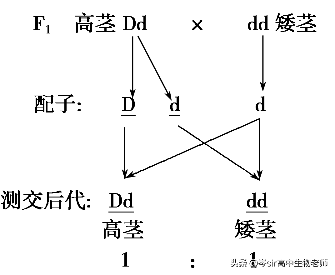 分离定律的应用及解题方法(分离定律和自由组合定律)