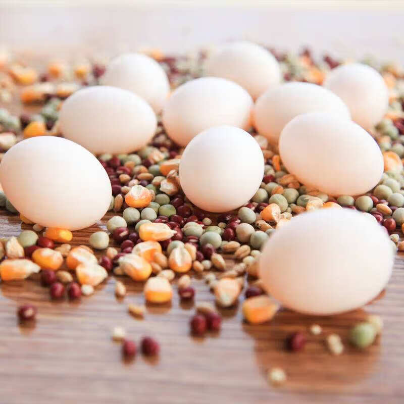 鸽子蛋的营养价值及功效(鸽子蛋营养丰富)