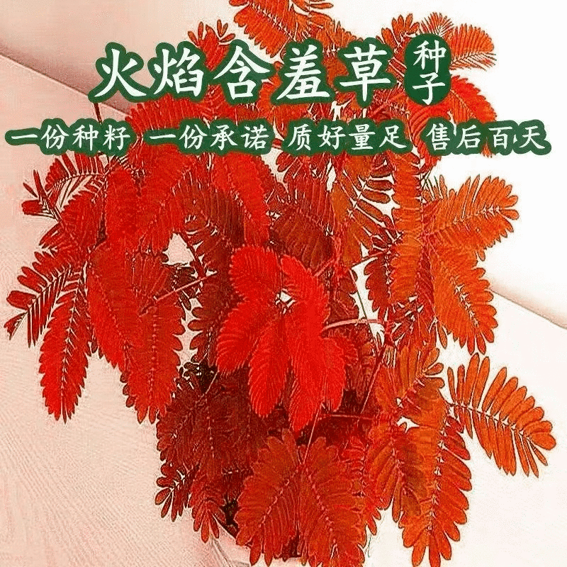 假花吊兰图片(假吊兰图片大全)